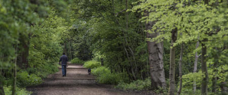 Whippendell Wood, Watford, Hertfordshire, England