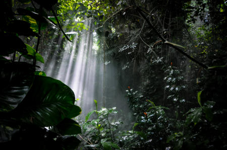 Inside the Tropical Rain Forest  Biome. 